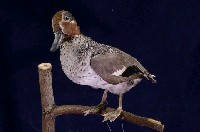 藏品(小水鴨)的圖片